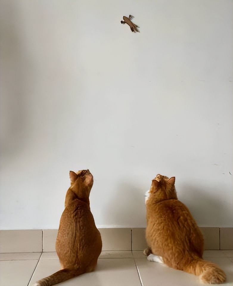 网友画“壁虎”想耍耍自家猫，可没想到…把全网的猫都给骗了