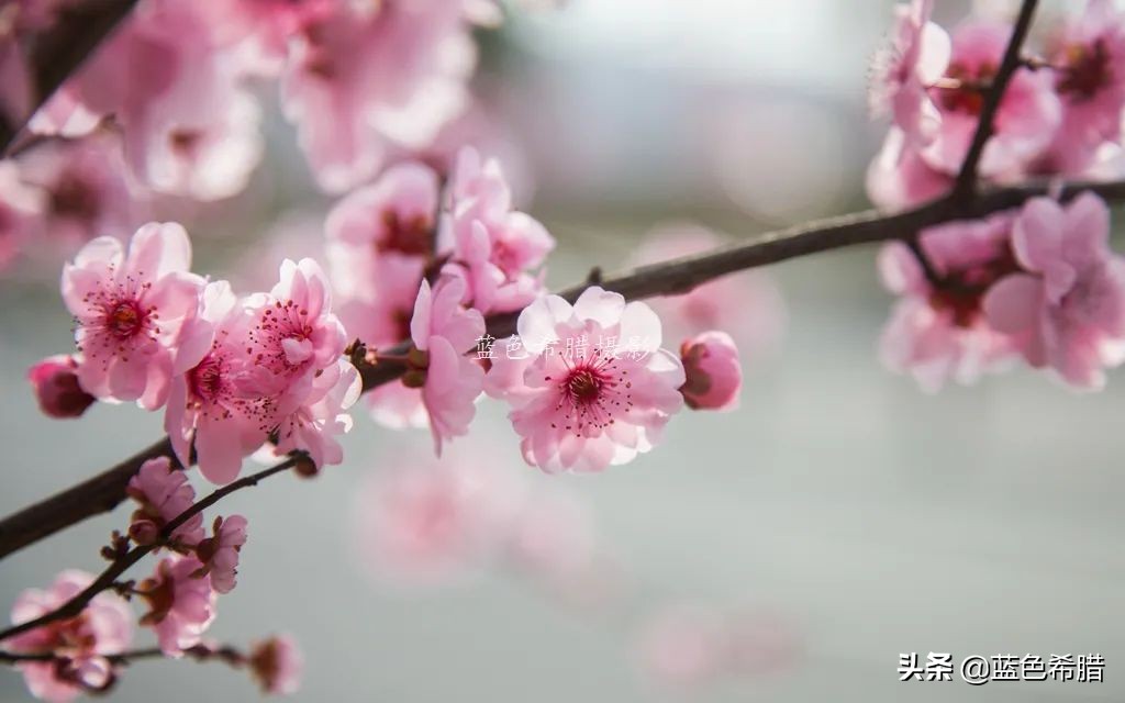 花花草草怎么拍出高级感,如何拍出惊艳的花卉