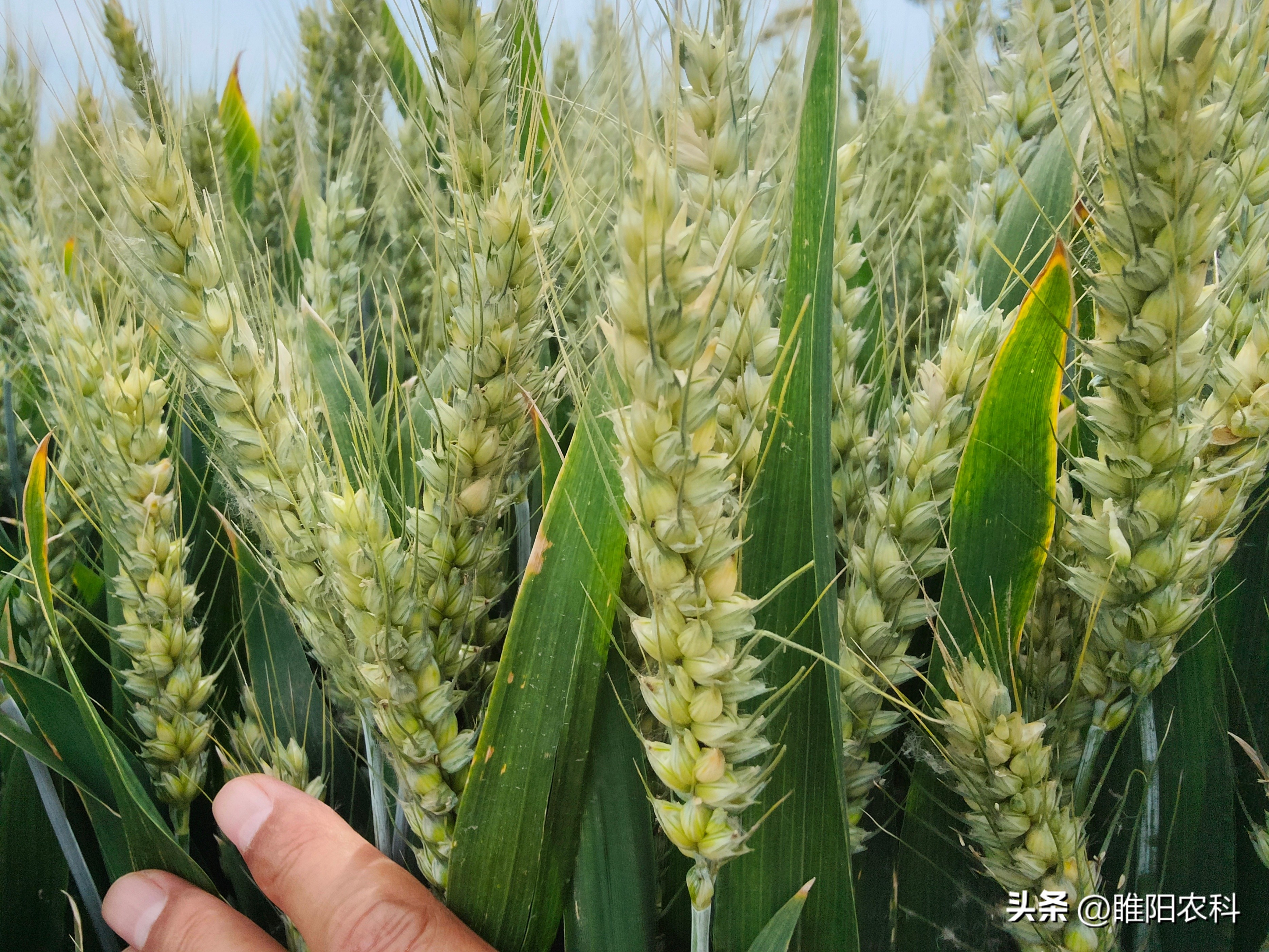 2023年适合河南种植的小麦品种,2024河南小麦品种排行榜前十名