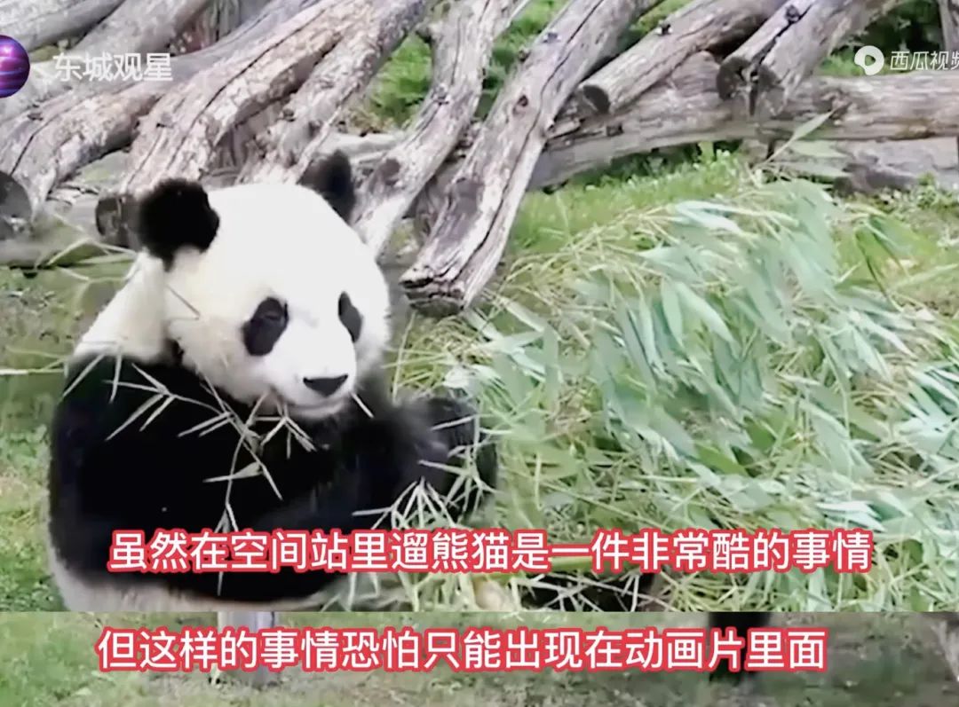 成都大熊猫上太空几点开始,大熊猫试验卫星发射成功吗