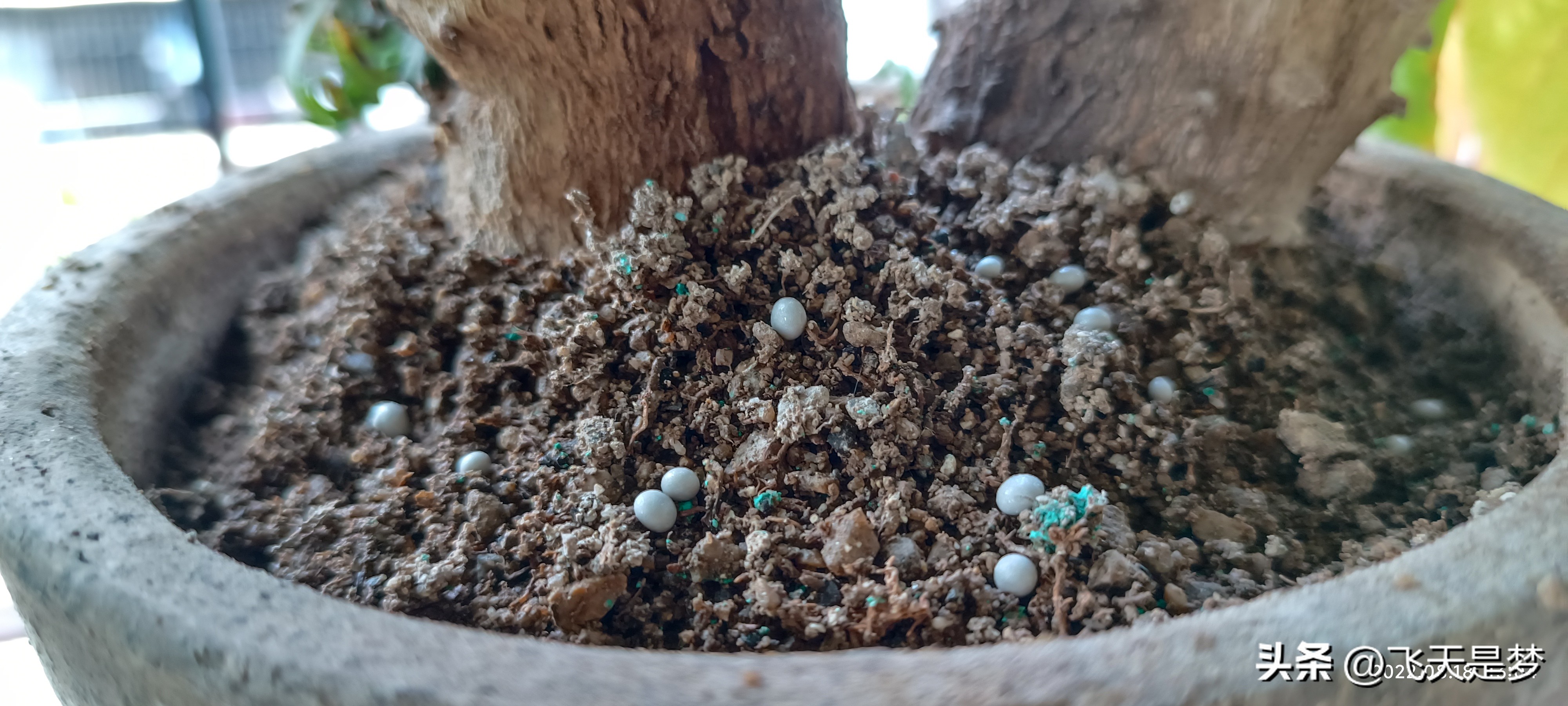 玉麒麟树的养护,玉麒麟好养吗