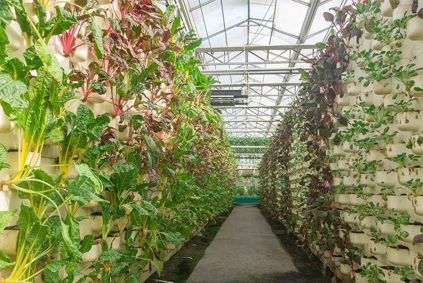 30个农村创业项目,农村创业50个项目农民该怎样创业