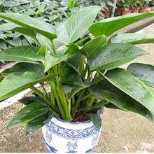 海南金钻还是云南金钻凤梨好吃,小型金钻和大金钻绿植能长多高