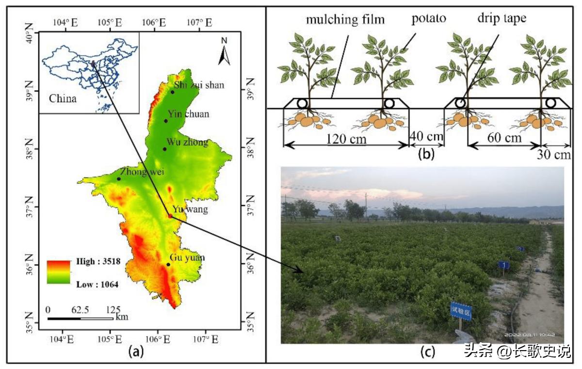旱作马铃薯栽培技术试验,单垄单行马铃薯高产种植技术