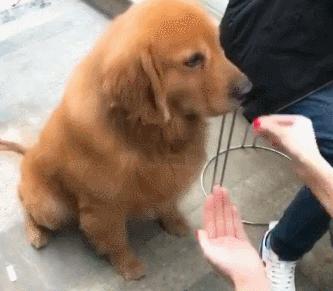 没救了，我家傻狗以为是我“亲生”的