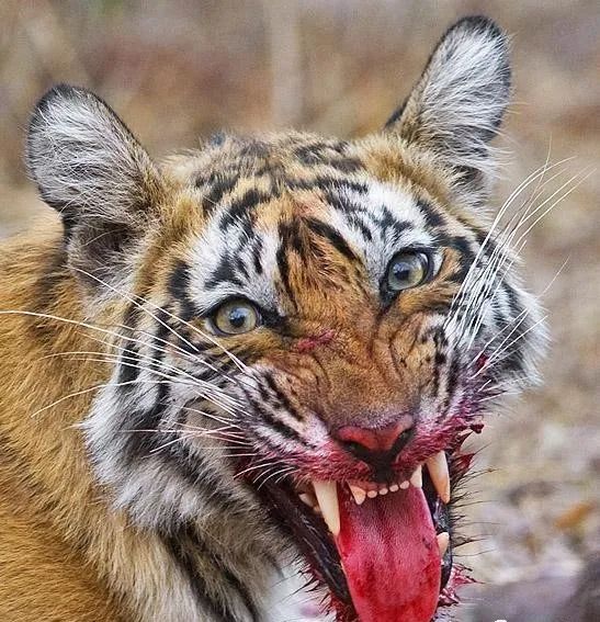 中国互联网什么时候能全面放开,放开互联网