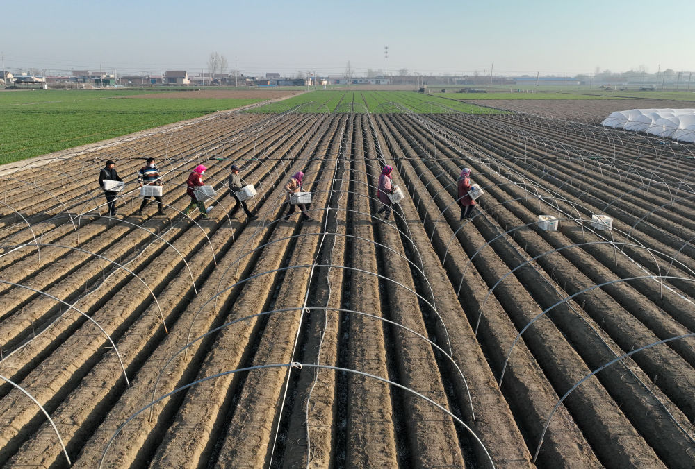河北唐山生姜收获视频,唐山哪个地方种植姜