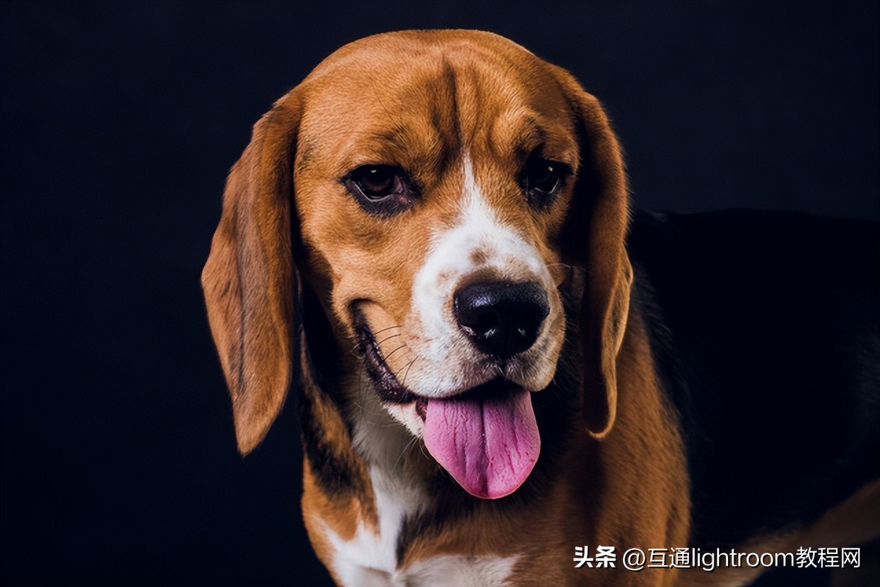 海口宠物肖像摄影,宠物摄影风格应该是怎样