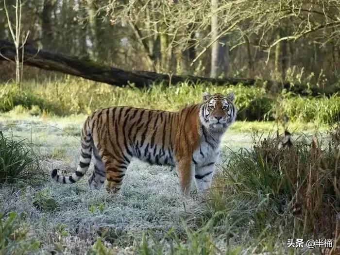 遇到老虎如何保命千万不要逃跑,在野外遇到老虎应该怎么自救