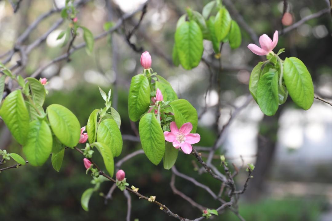 鐩哥害鍐滃ぇ,鐩歌仛浜戠鐩哥害鍐滃ぇ