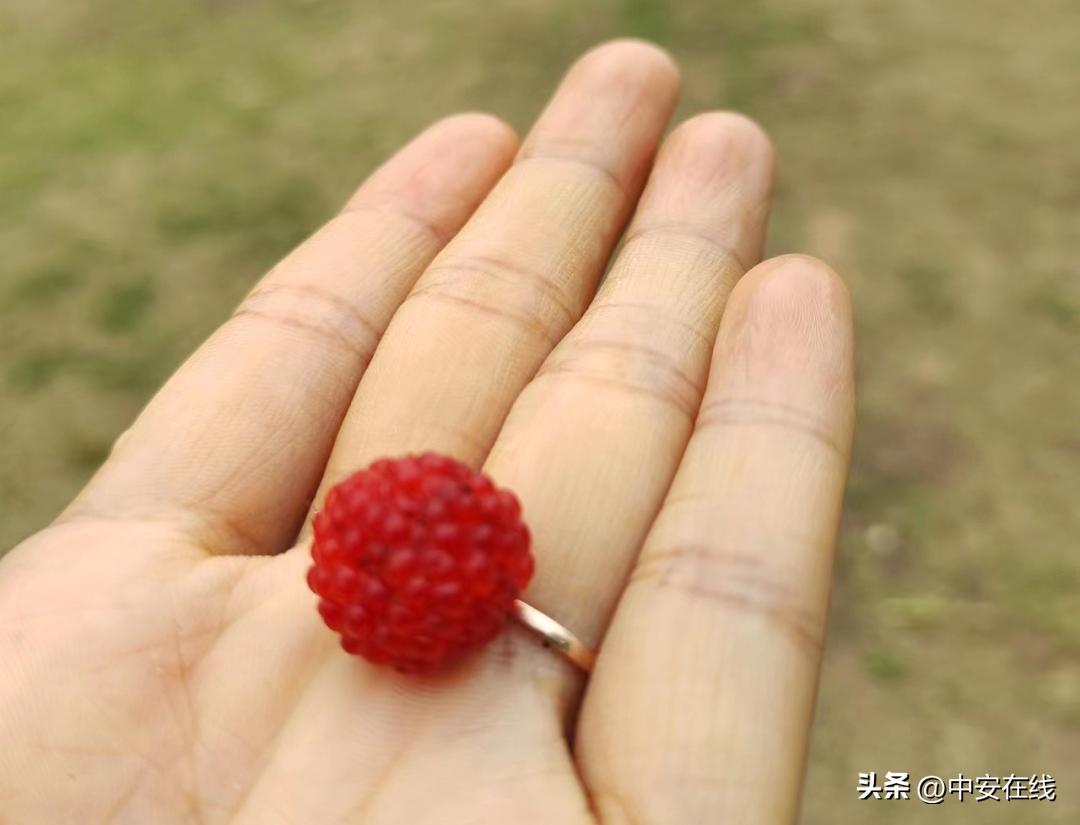 池州可以露营的湿地公园,池州户外露营地推荐