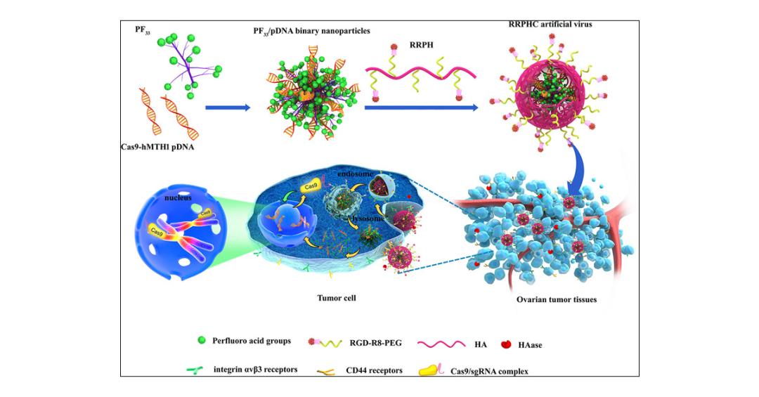 2024年基因编辑治疗药物,医学基因编辑疗法最新突破消息