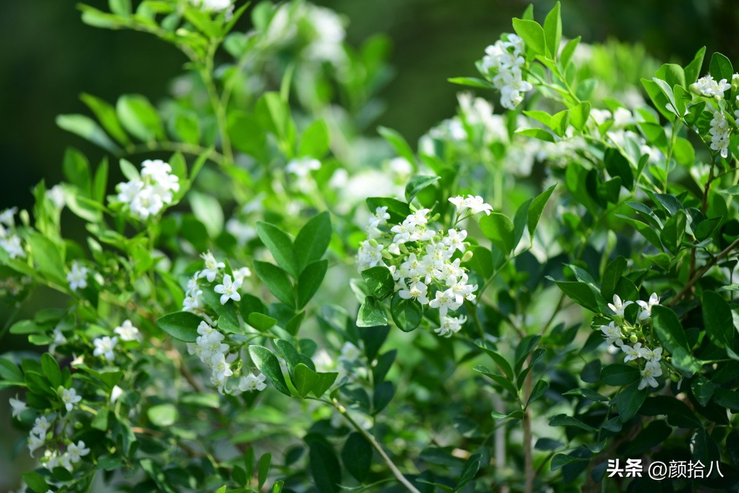 几乎没有存在感的七里香，到底是怎样的？|园丁