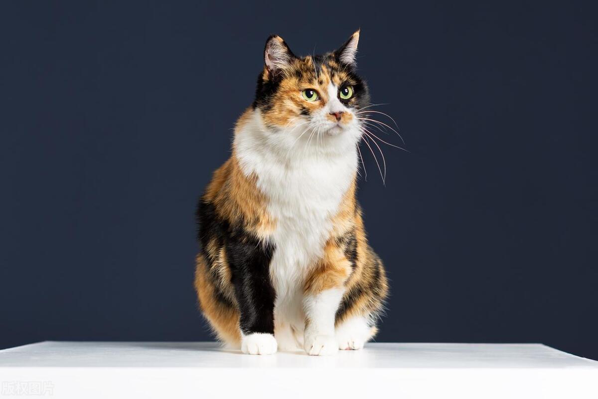 猫界的刘亦菲三花猫,三花猫界的刘亦菲