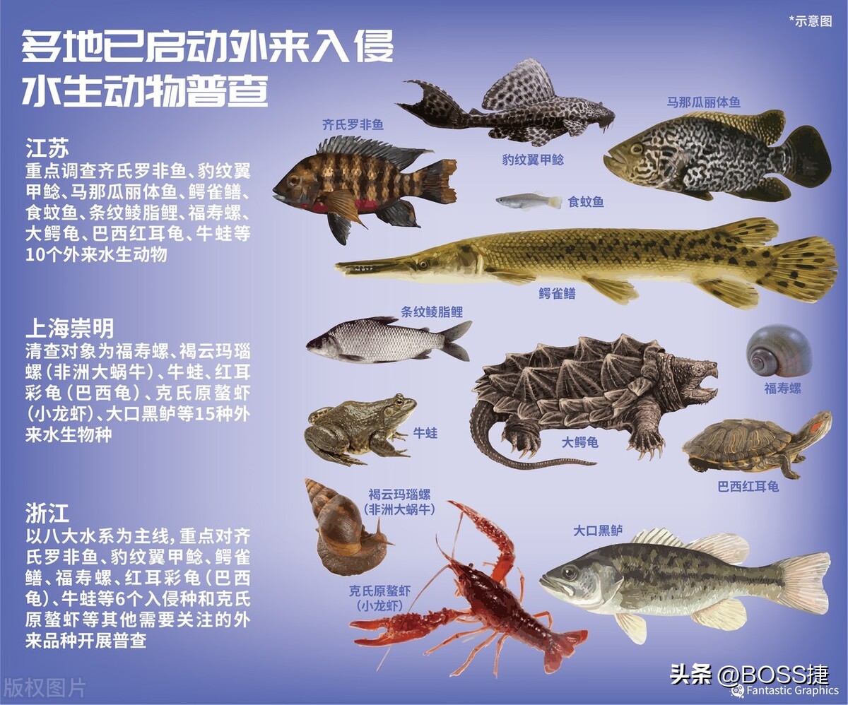 外来入侵物种美国珍珠鳖,外来生物美国珍珠鳖被放生太湖