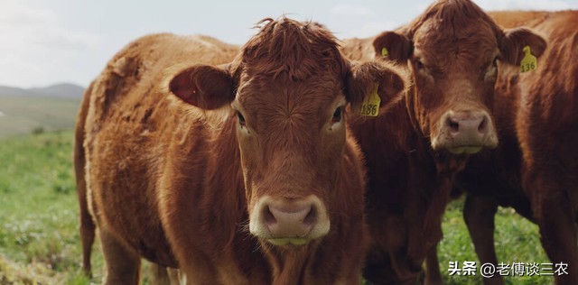 农村养牛前景好还是养羊前景好,农村养牛赚钱还是养羊赚钱好