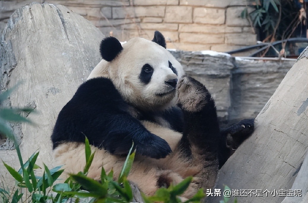 每天认识一只大熊猫七仔,大熊猫福星胖大海胆小