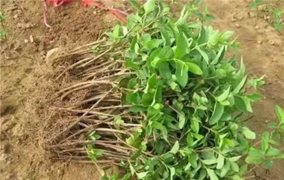 截瘫小伙坐轮椅徒步,59岁男子高位截瘫