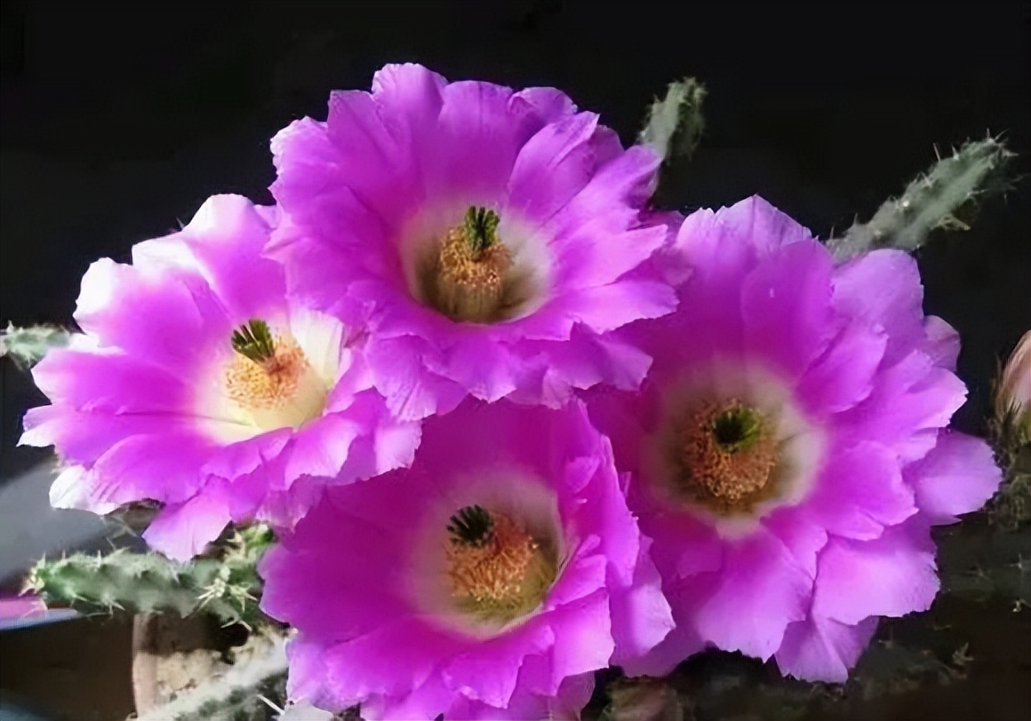 200种·仙人球开花图鉴，大开眼界，美到爆