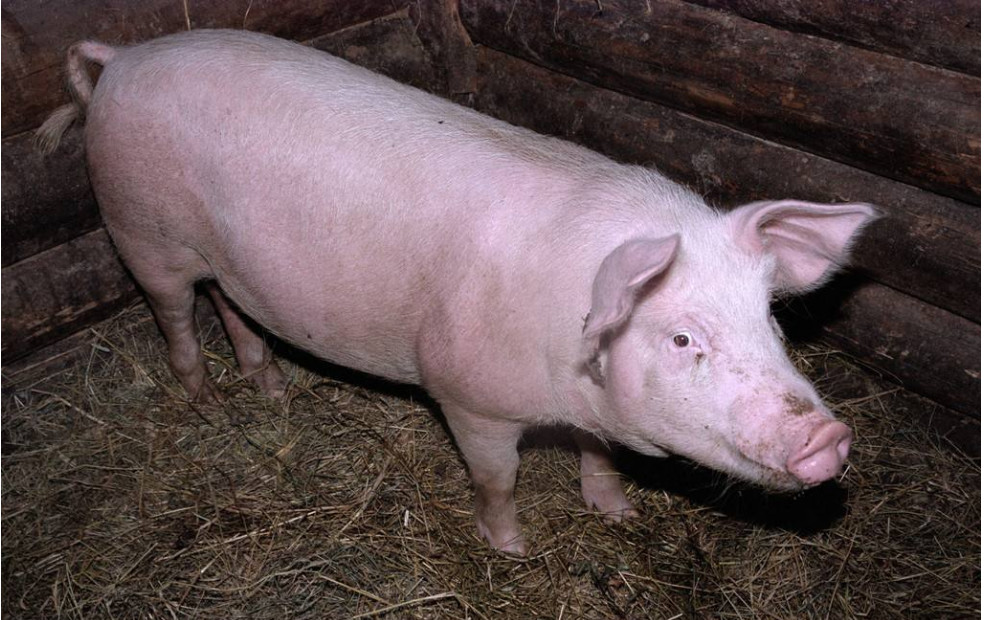 山东可以焚烧秸秆吗,山东下发允许焚烧秸秆规定了吗