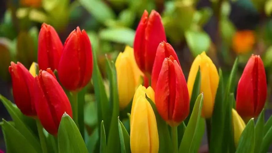 郁金香金融泡沫分析,郁金香金融泡沫