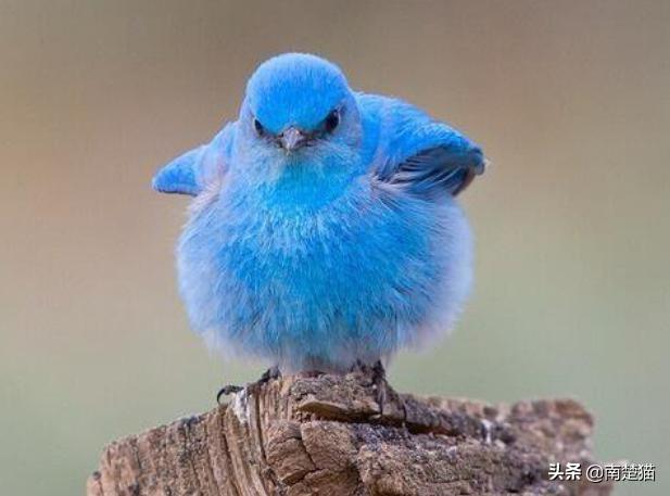 分享各种各样的动物,保证你没见过的20种新动物