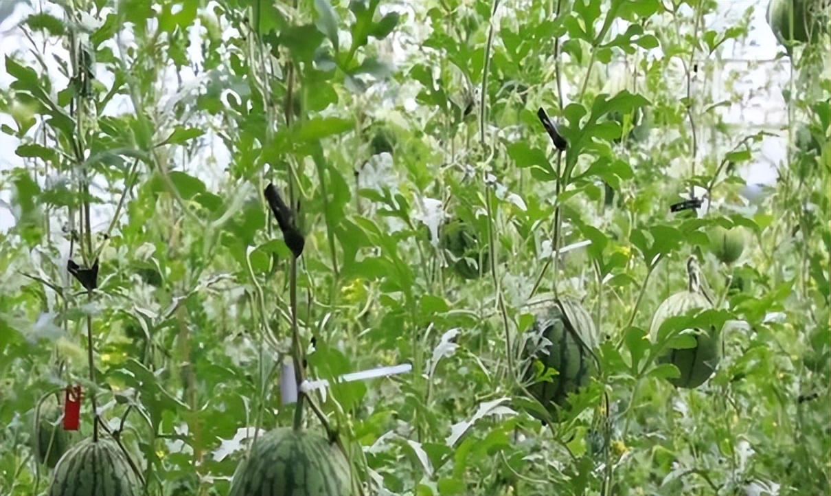 辛巴辛有志落实人才培养布局，特色种植助农增收致富