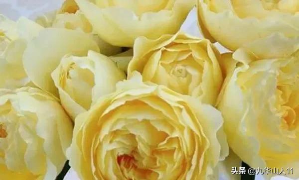 大花浓香勤花的月季品种,大花月季品种介绍大全图片及价格