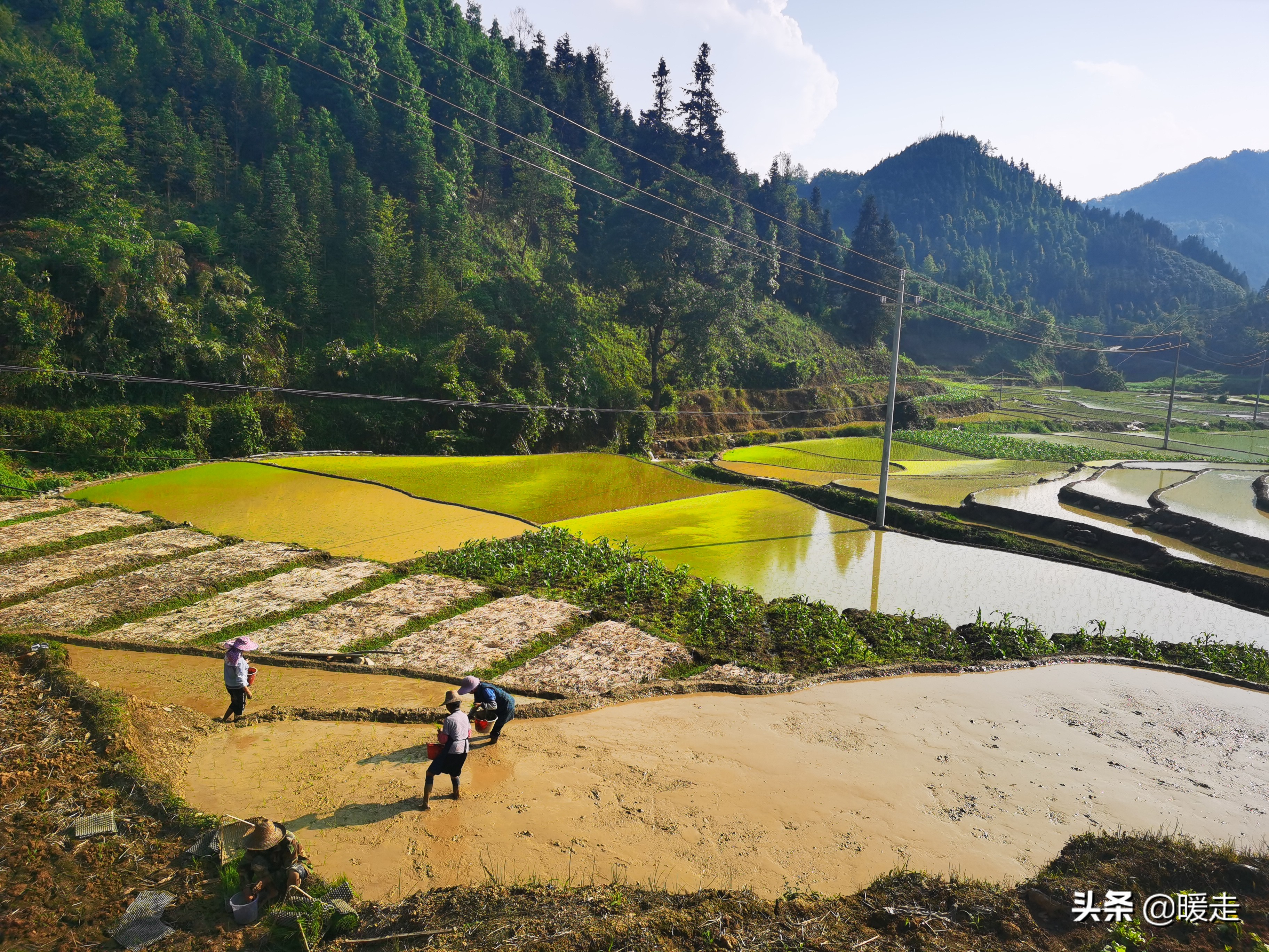 广西农民种田,乡村种田的生活视频