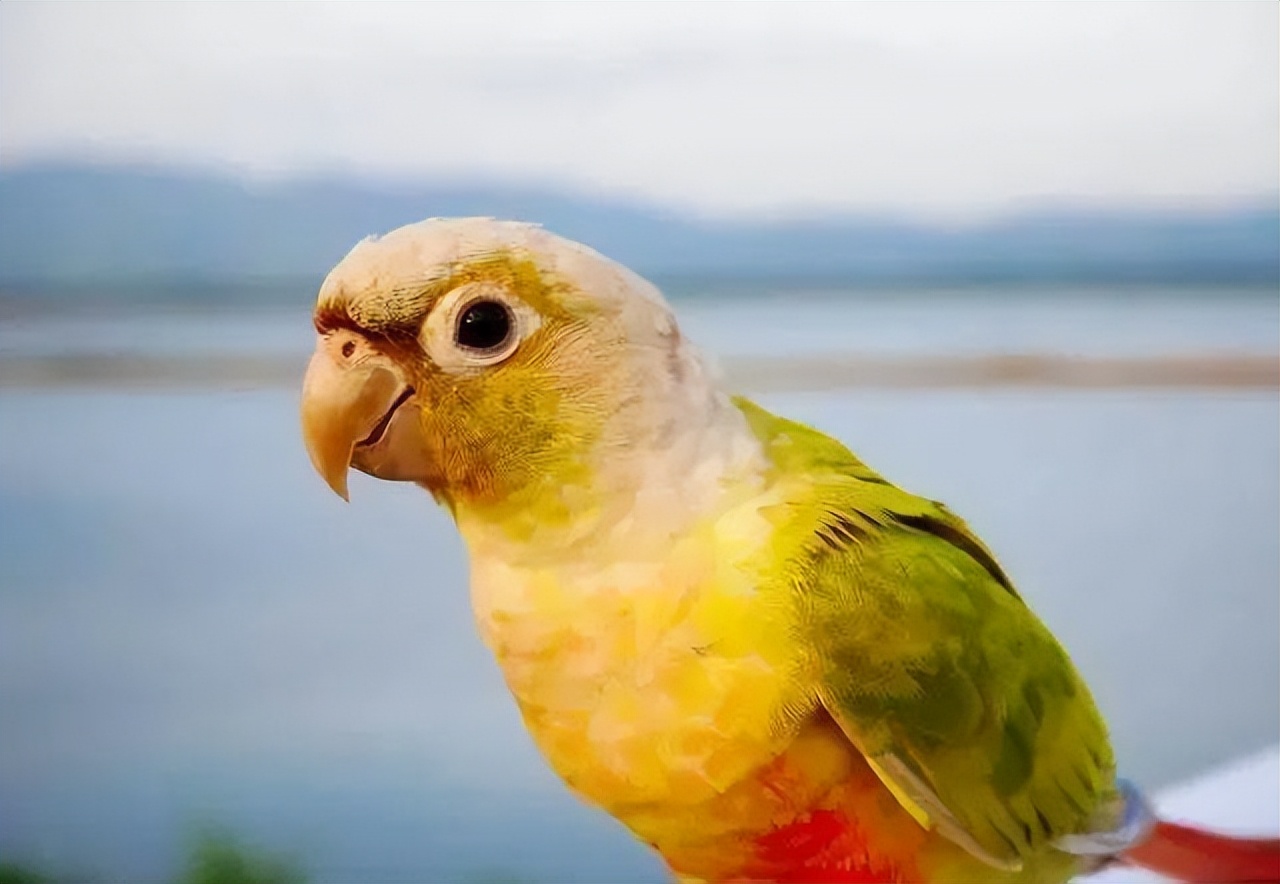 科学可以养的大型鹦鹉养宠攻略,鹦鹉缺钙喂什么好点呢图片