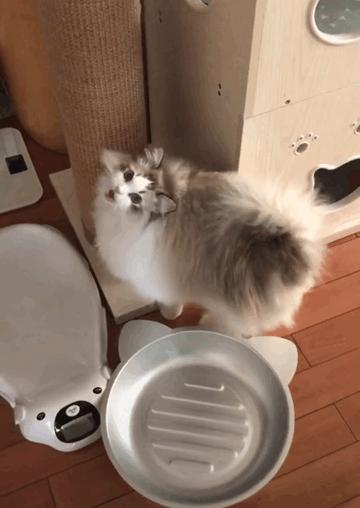 最不建议养的10种猫,最不建议养的5种猫