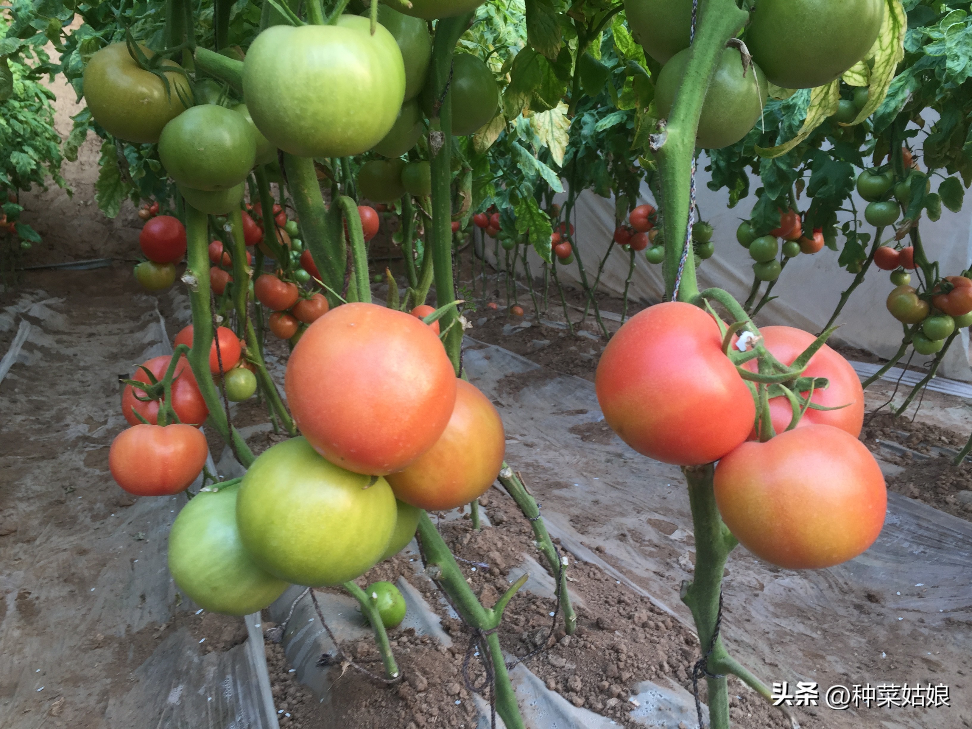 小番茄苗整枝打杈选择什么天气,番茄种植整枝打杈摘心视频