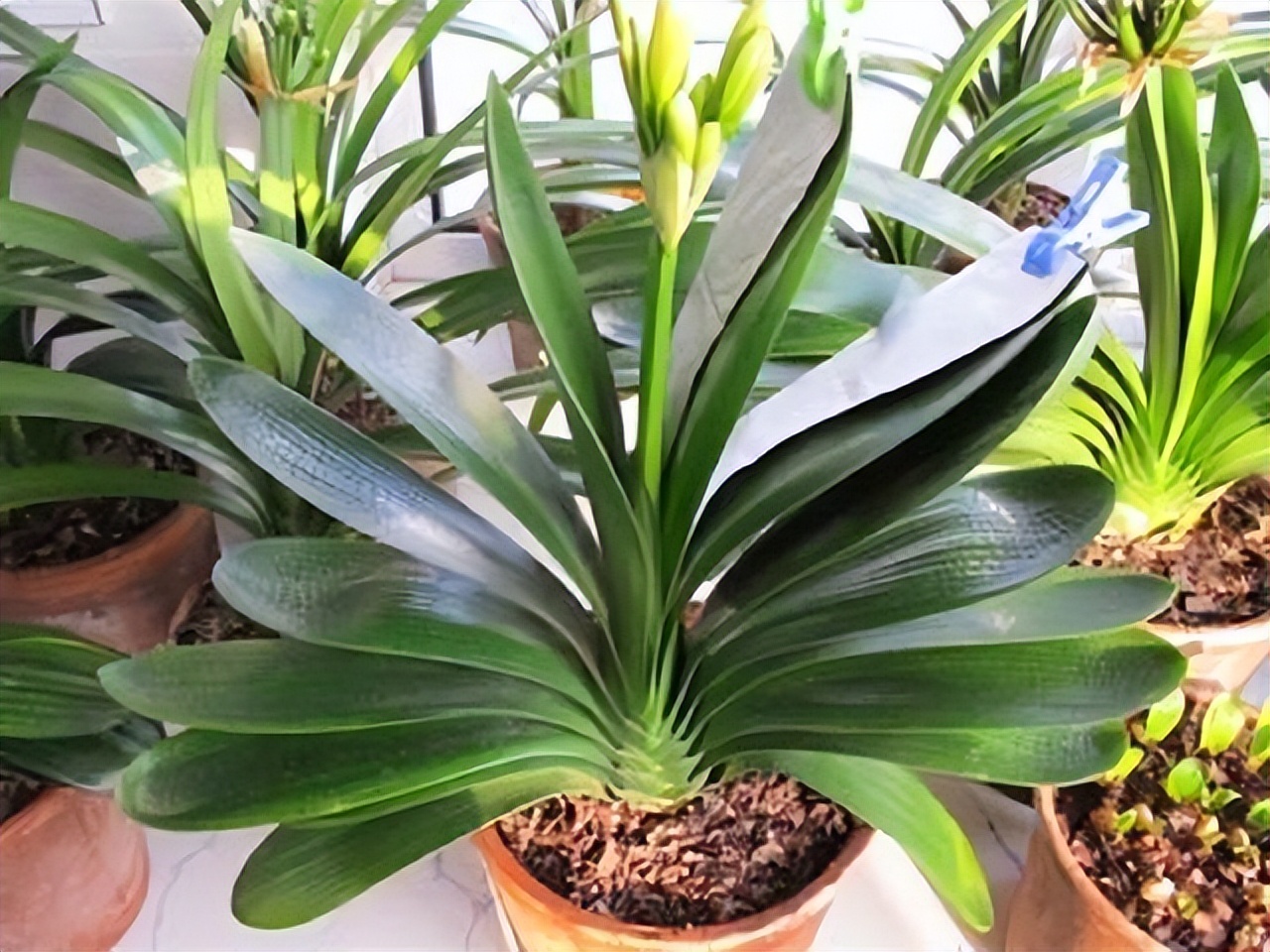 好养的喜阴花有哪些室内,哪些花喜阴不见阳光也可以生长