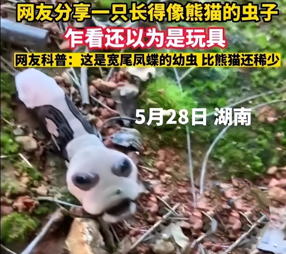 长得跟千足虫很像的虫子,长得很像蜈蚣的虫子图片