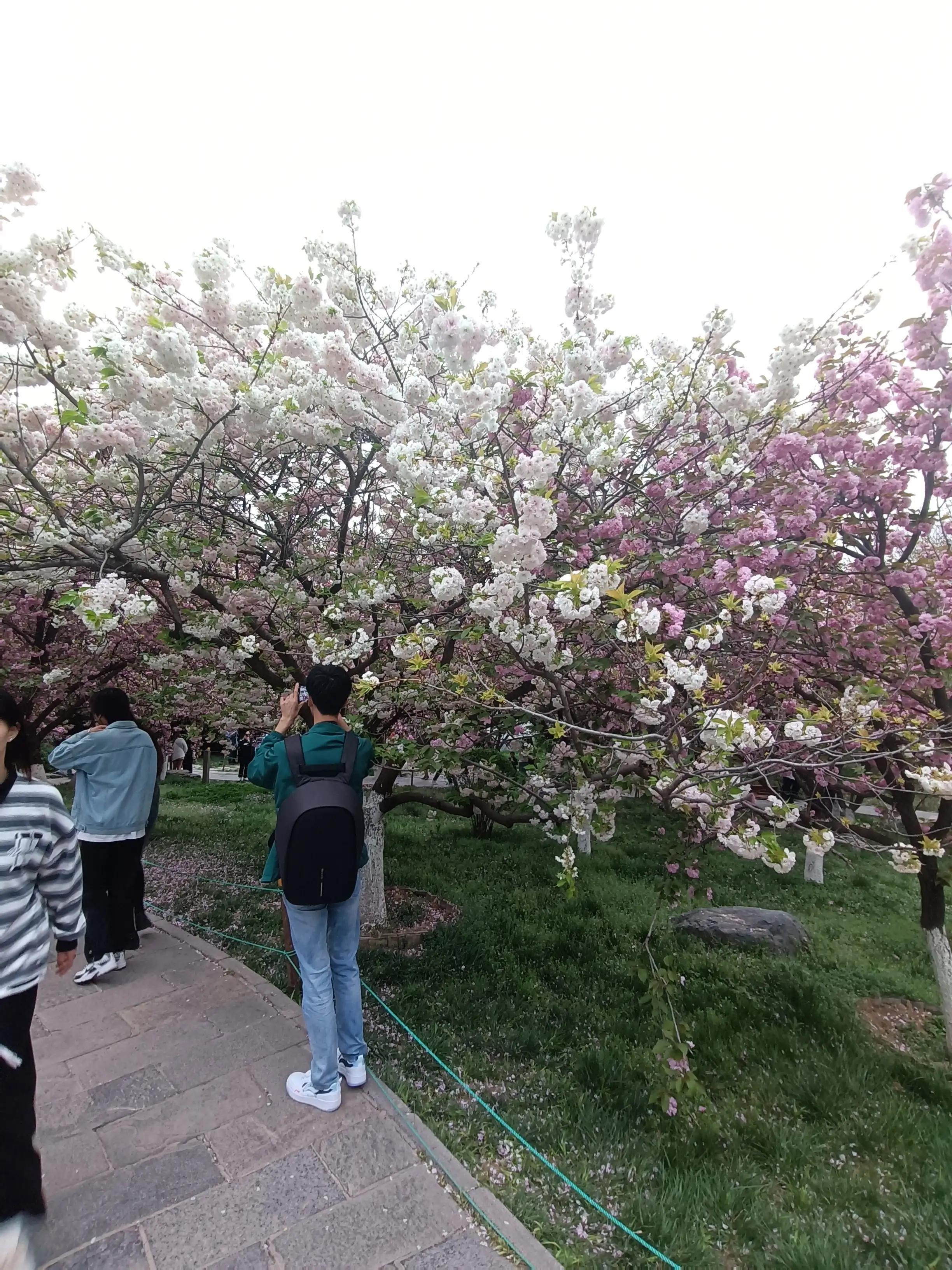 樱花枝头花争艳,西安青龙寺牡丹樱花娇艳盛开