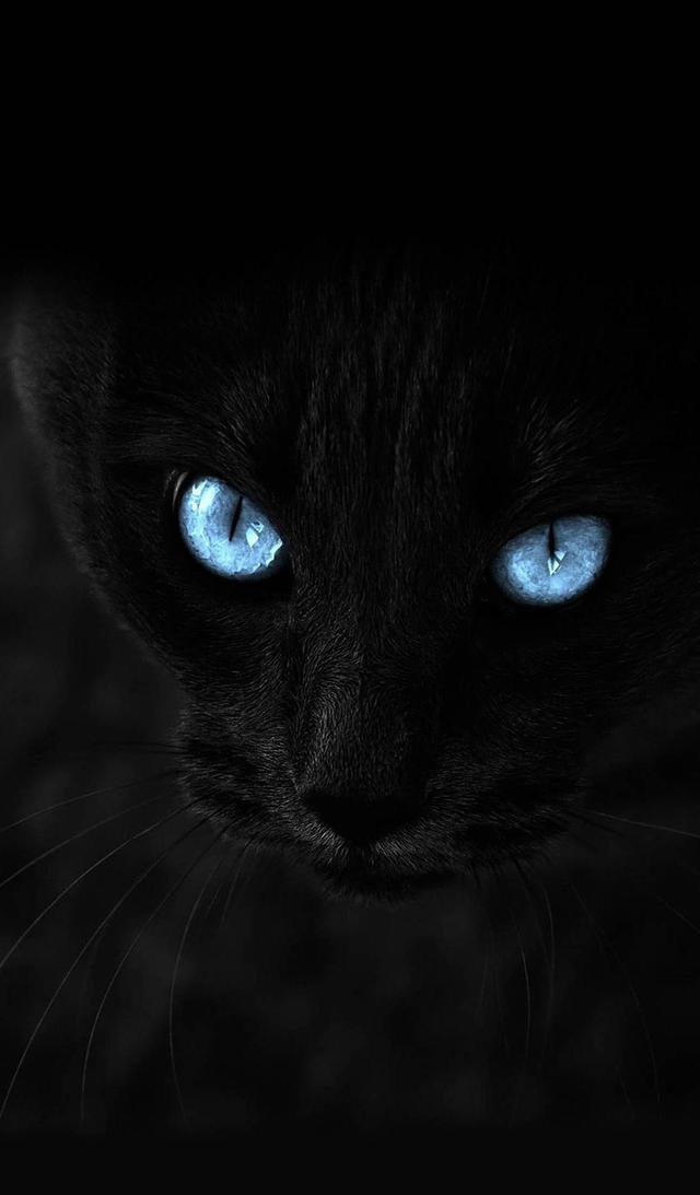 玄猫的作用,玄猫好驯服吗