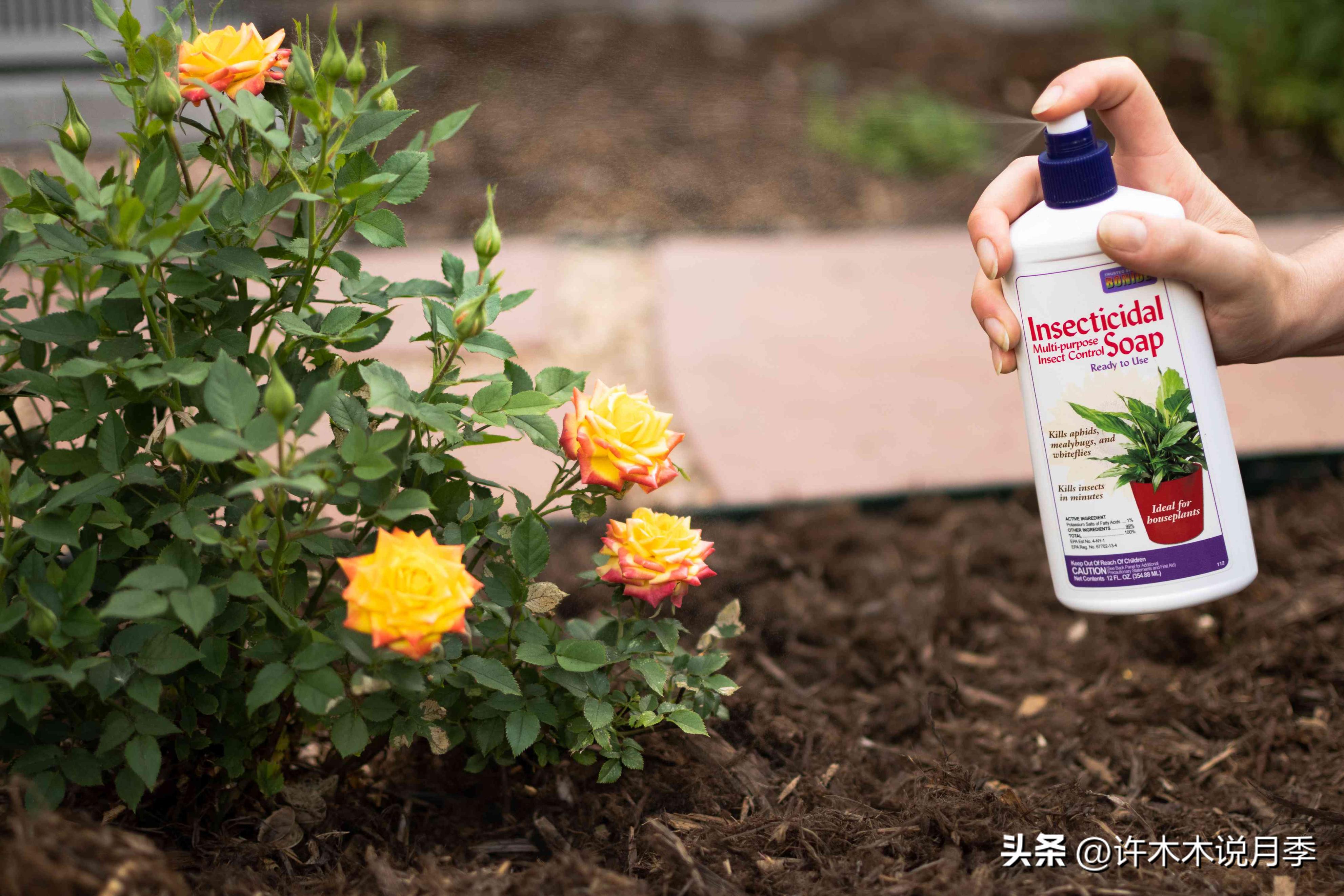 秋天月季雨水多月季会不会烂根,月季雨季长白粉怎么办