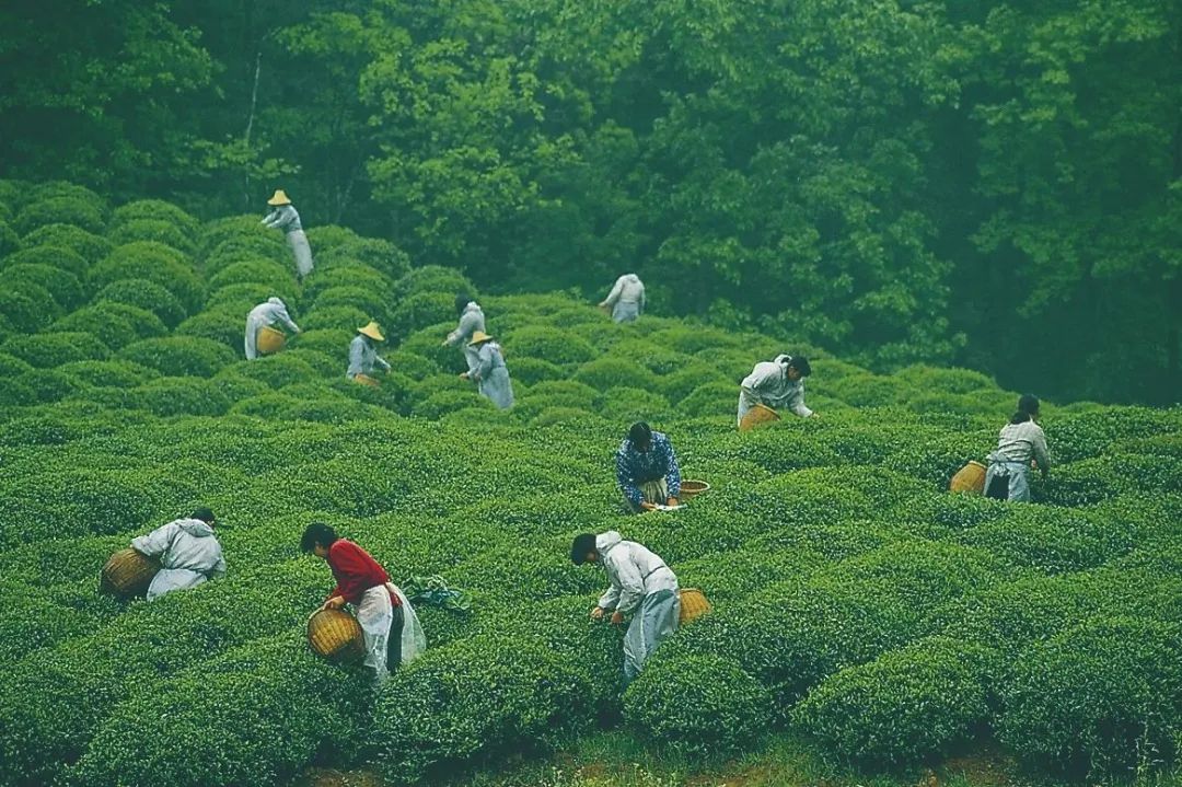 最近申遗成功的中国世界遗产,浙江申遗世界遗产