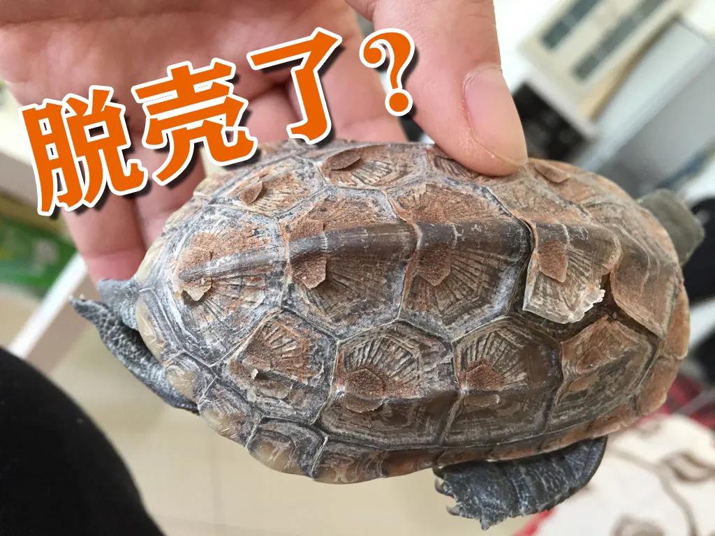 乌龟脱壳的原因及解决办法,乌龟脱壳怎么处理