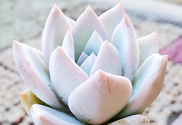 又美又仙的多肉,多肉植物100年的老桩奥普琳娜