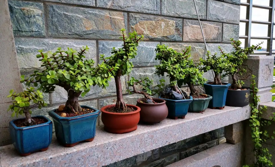 被水浇死的盆栽,容易浇死的植物