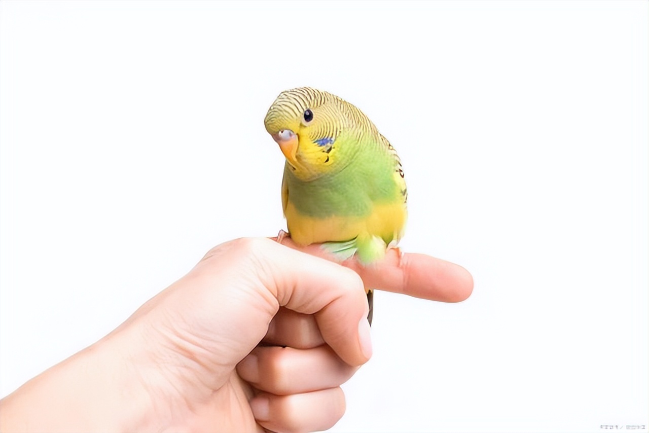 鸟流血了有什么消毒用品吗,鸟流血了怎么办