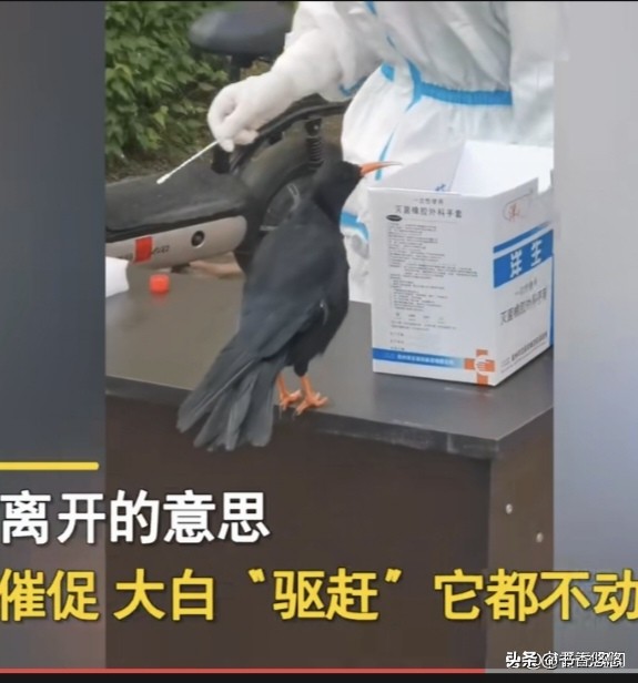 一只八哥飞来“插队”核检,一只八哥飞来插队