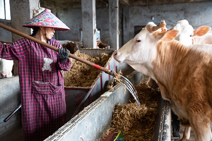 返乡创业青年种植大户,返乡种植养殖创业青年