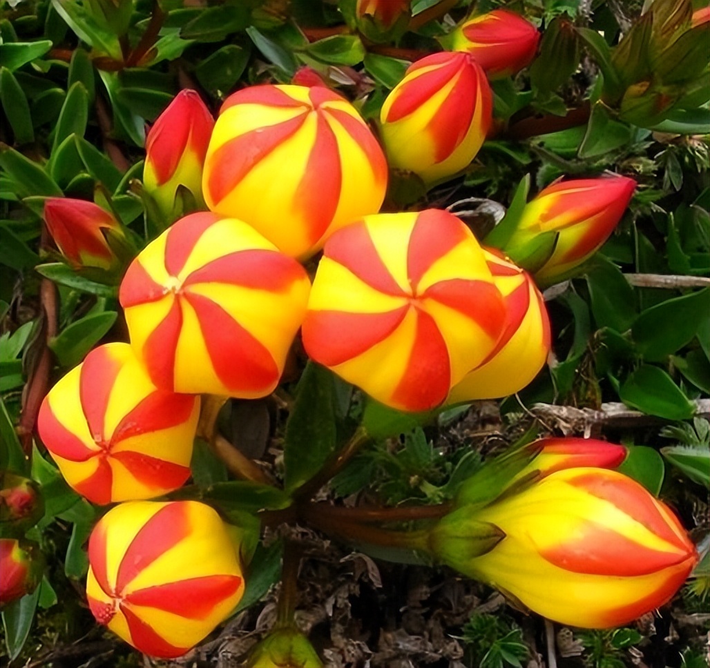 奇花异草有哪些都有什么特点,奇花异草大全罕见图文