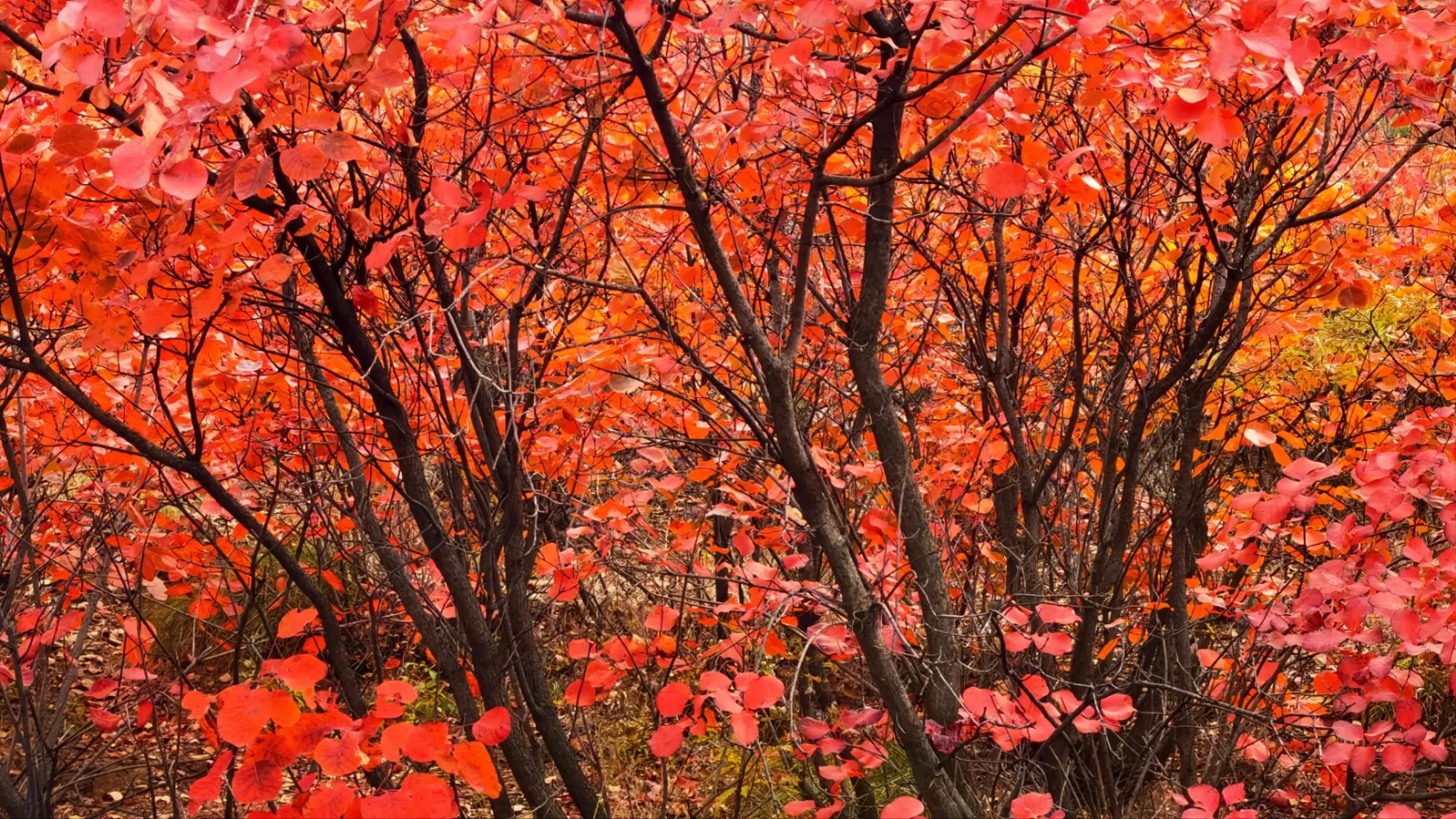 打卡红叶谷的秋日美景,金秋好时节醉美红叶谷