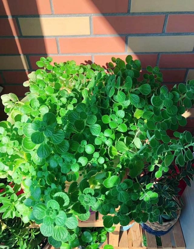 摆在家里最旺的十种花,什么花摆放卧室好养又好看