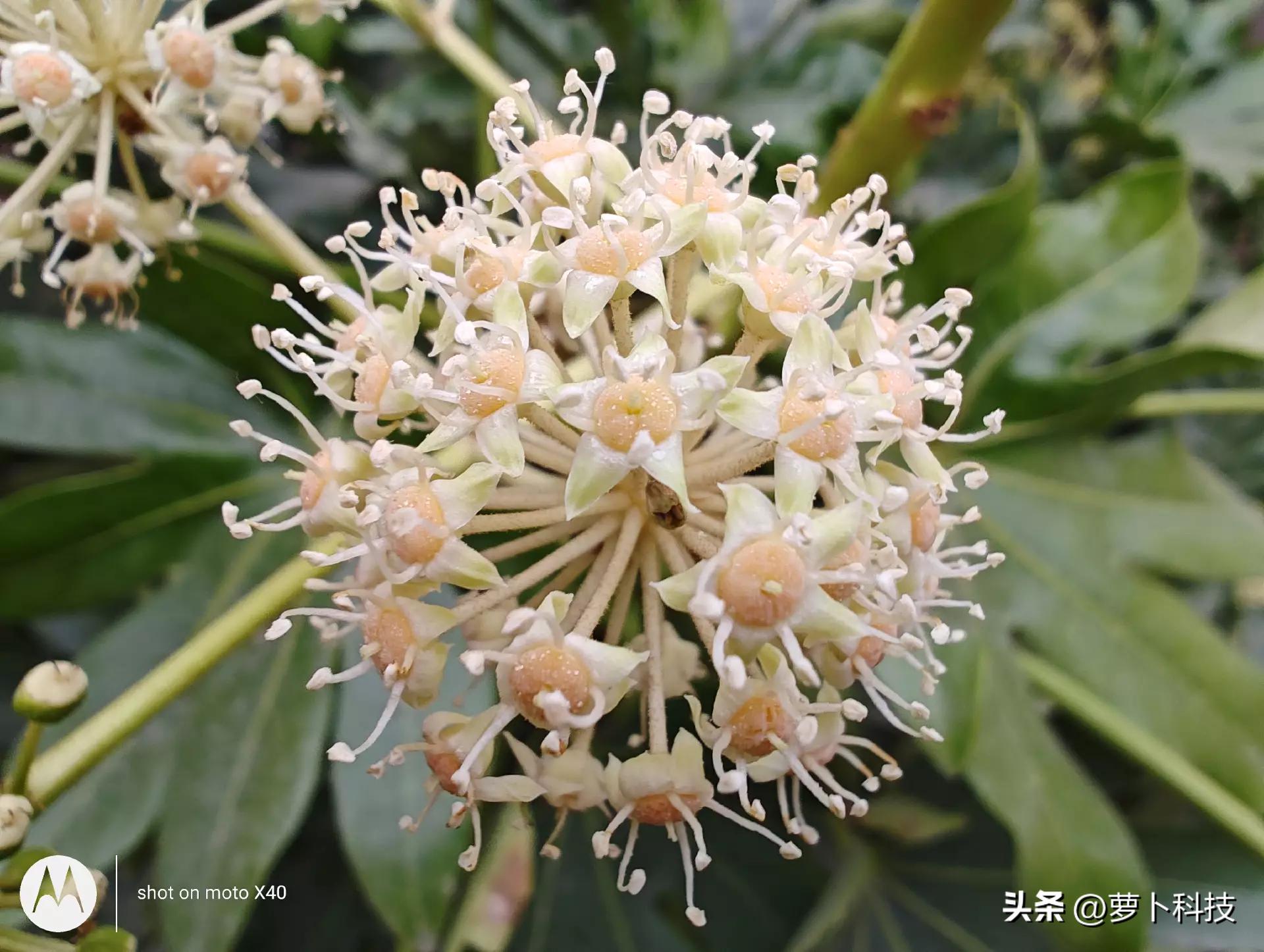 motox40缺点和不足,motox40手机有哪些亮点和不足