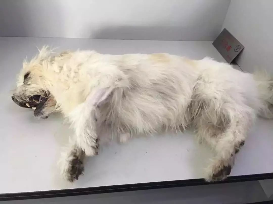 狗狗低血糖奄奄一息怎么急救,狗水中毒的急救处理