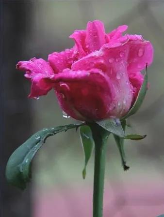 这才是最美的玫瑰花图片,最好看的紫色玫瑰花图片